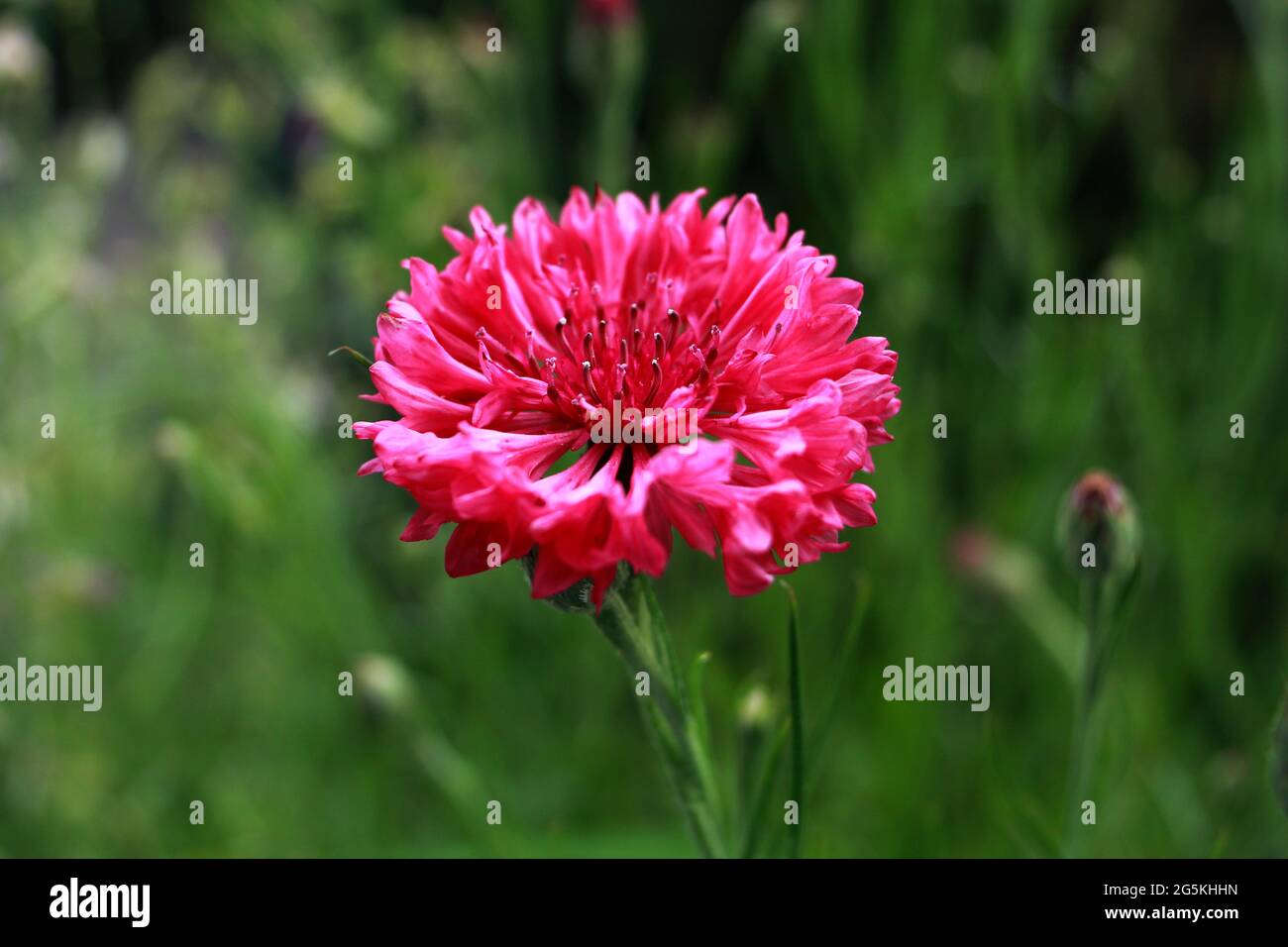 Fleur de maïs rouge (Centaurea cyanus). Banque D'Images