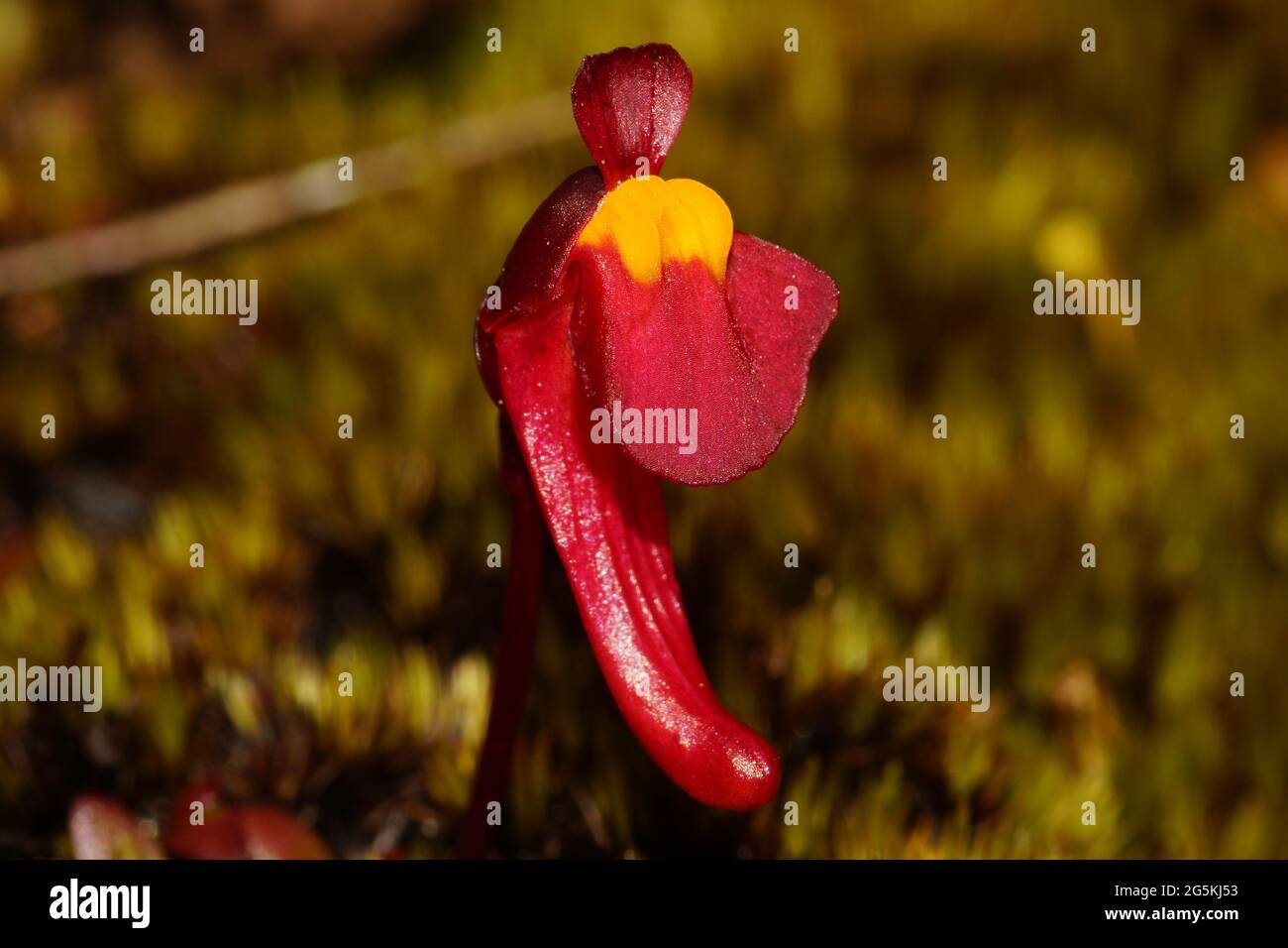 Fleur rouge de l'Utricularia menziesii, habitat naturel Banque D'Images