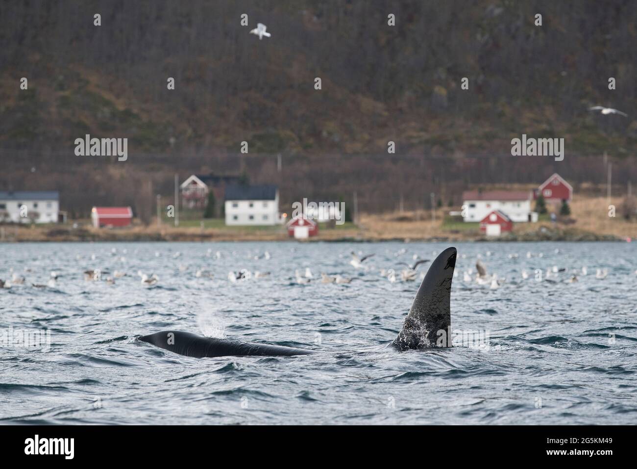 Un orque vu tout en observant les baleines près de Tromso, en Norvège Banque D'Images