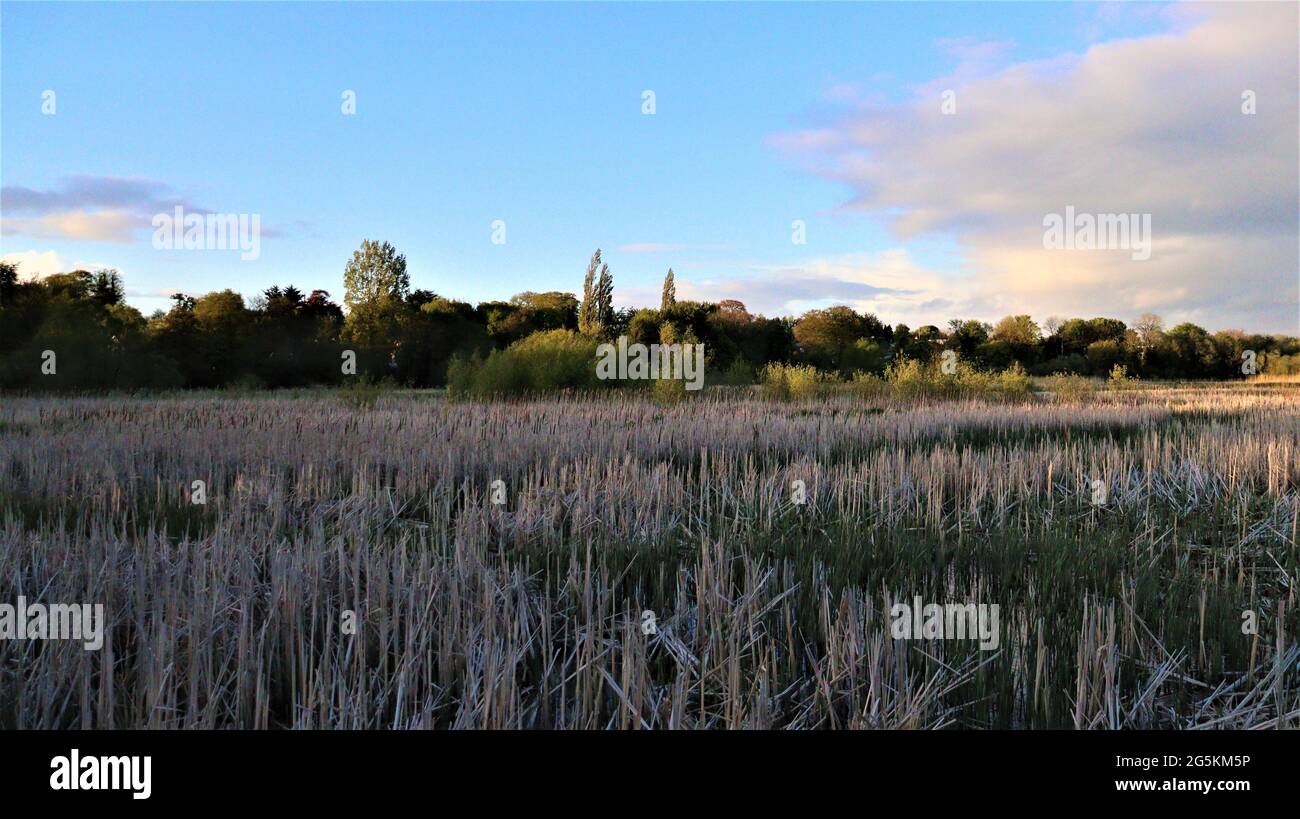 Nature faune oiseaux canards cygnes herbe horizon, maison à la nature Banque D'Images