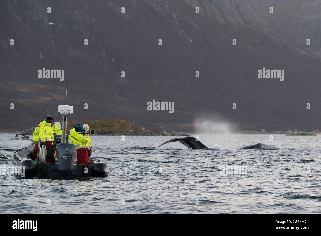 Observation des baleines près de Tromso, Norvège Banque D'Images