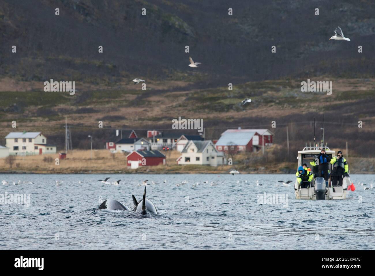 Observation des baleines près de Tromso, Norvège Banque D'Images