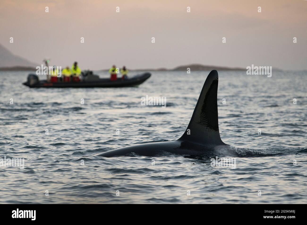 Touristes lors d'une excursion d'observation des baleines près de Tromso, Norvège Banque D'Images