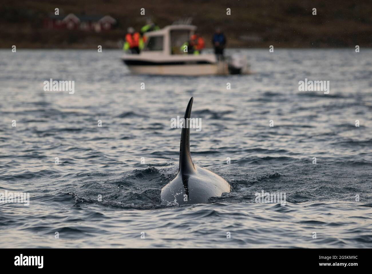 Touristes lors d'une excursion d'observation des baleines près de Tromso, Norvège Banque D'Images