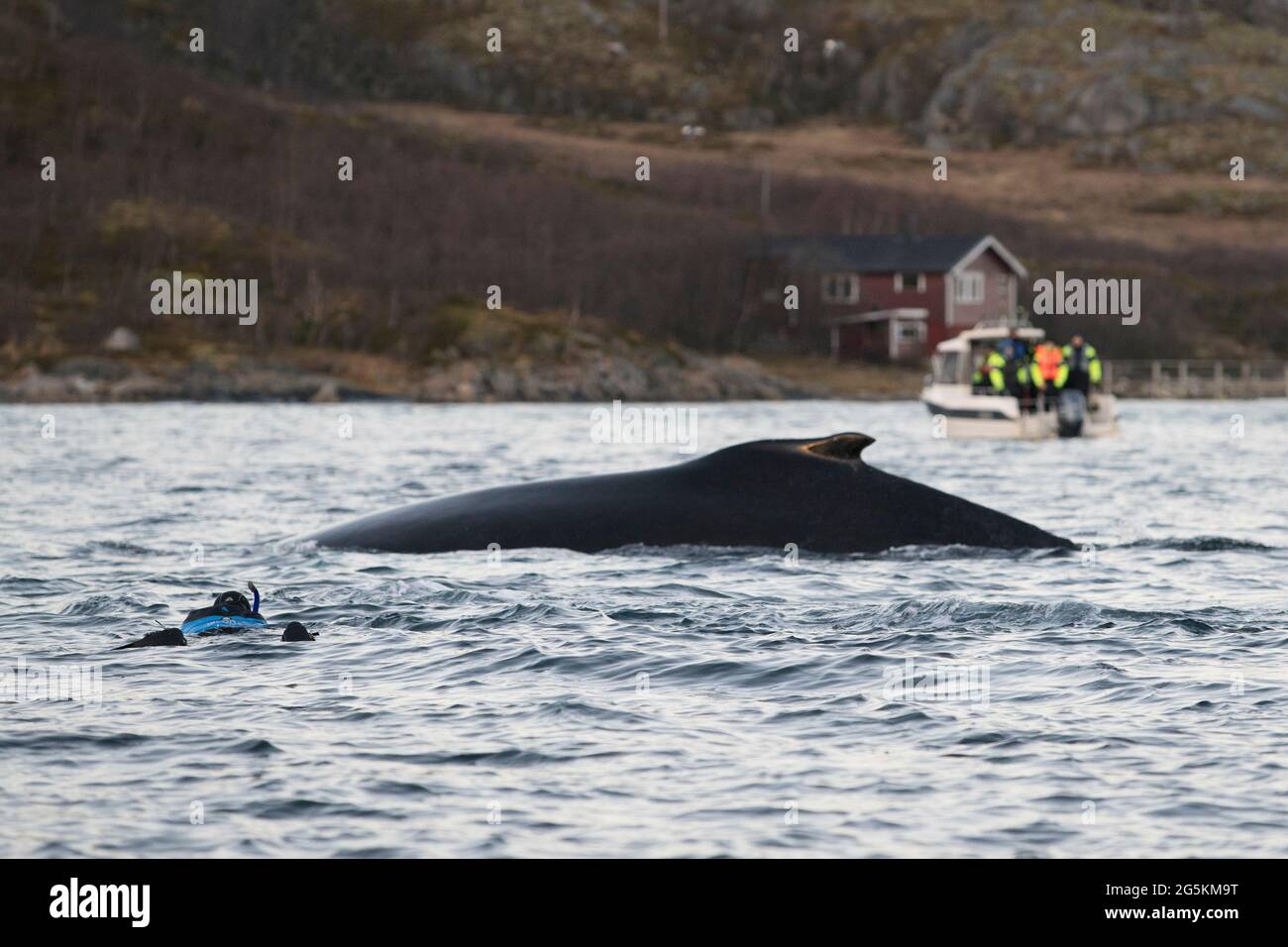 Un homme portant un tuba nageant avec une baleine près de Tromso, Norwa Banque D'Images
