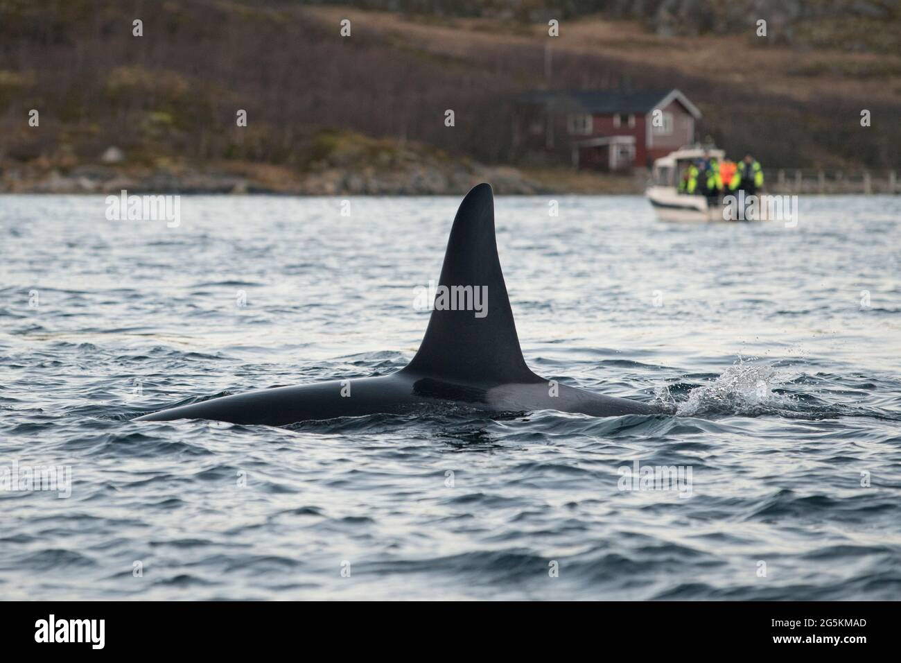 Touristes lors d'une excursion d'observation des baleines près de Tromso, Norvège Banque D'Images