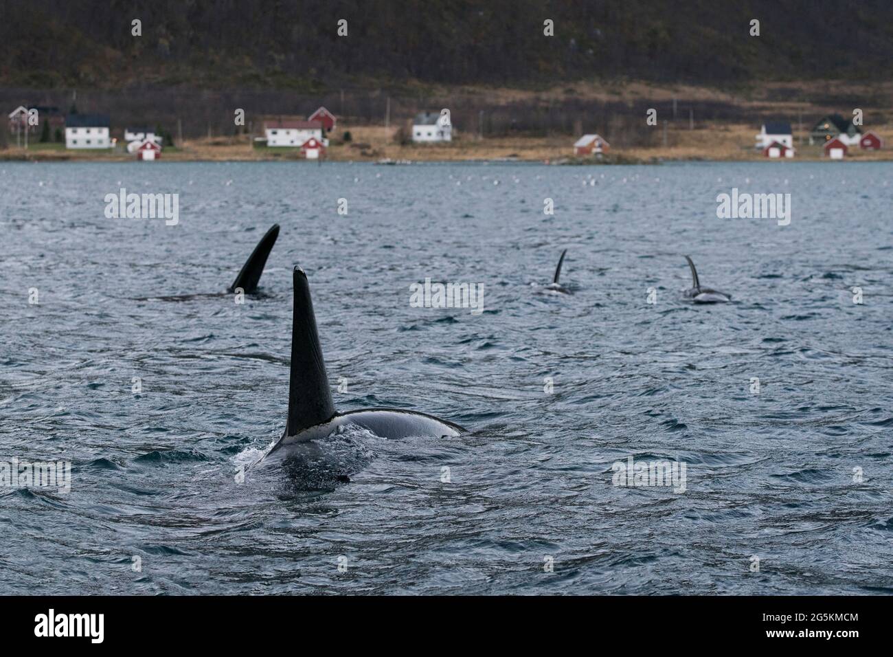 Un groupe de baleines à épaulards (Orcinus orca) vus en observant les baleines près de Tromso, en Norvège Banque D'Images