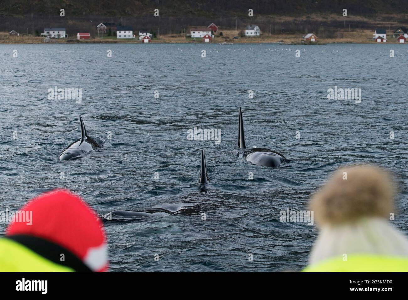 Un groupe de baleines à épaulards (Orcinus orca) vus en observant les baleines près de Tromso, en Norvège Banque D'Images