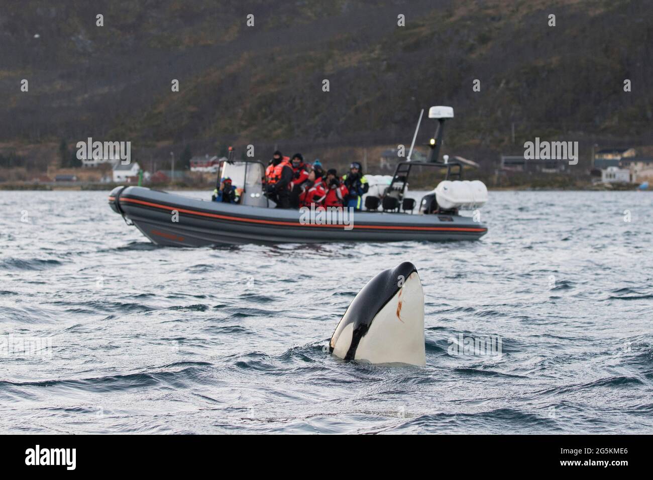 Orcas a vu l'espion monter à bord d'un voyage d'observation des baleines près de Tromso, Norvège Banque D'Images