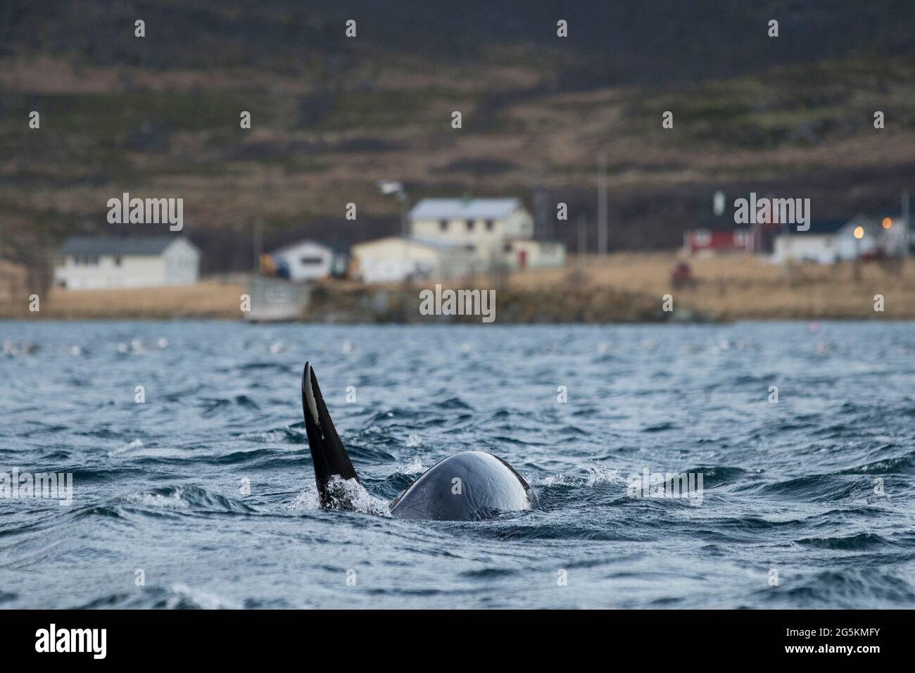 Un orque vu tout en observant les baleines près de Tromso, en Norvège Banque D'Images