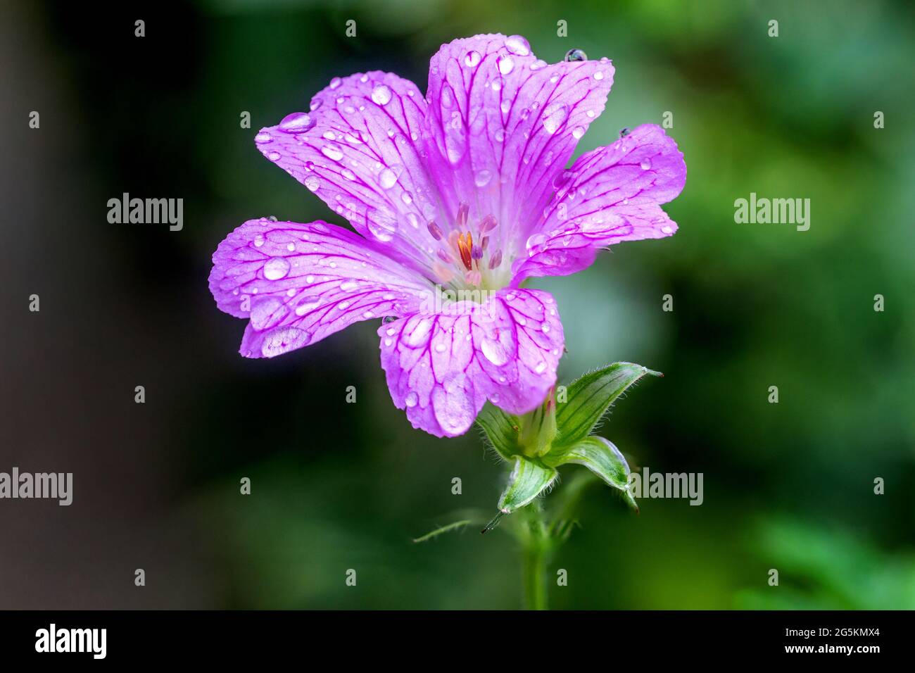Brighton, le 28 juin 2021: Fleurs de jardin après un été de pluie. N.B. C'EST UNE IMAGE DE PLUSIEURS CADRES. Crédit: Andrew Hasson/Alay Live News Banque D'Images
