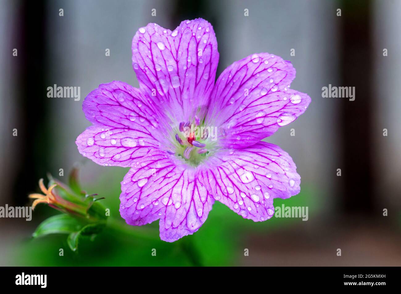 Brighton, le 28 juin 2021: Fleurs de jardin après un été de pluie. N.B. C'EST UNE IMAGE DE PLUSIEURS CADRES. Crédit: Andrew Hasson/Alay Live News Banque D'Images