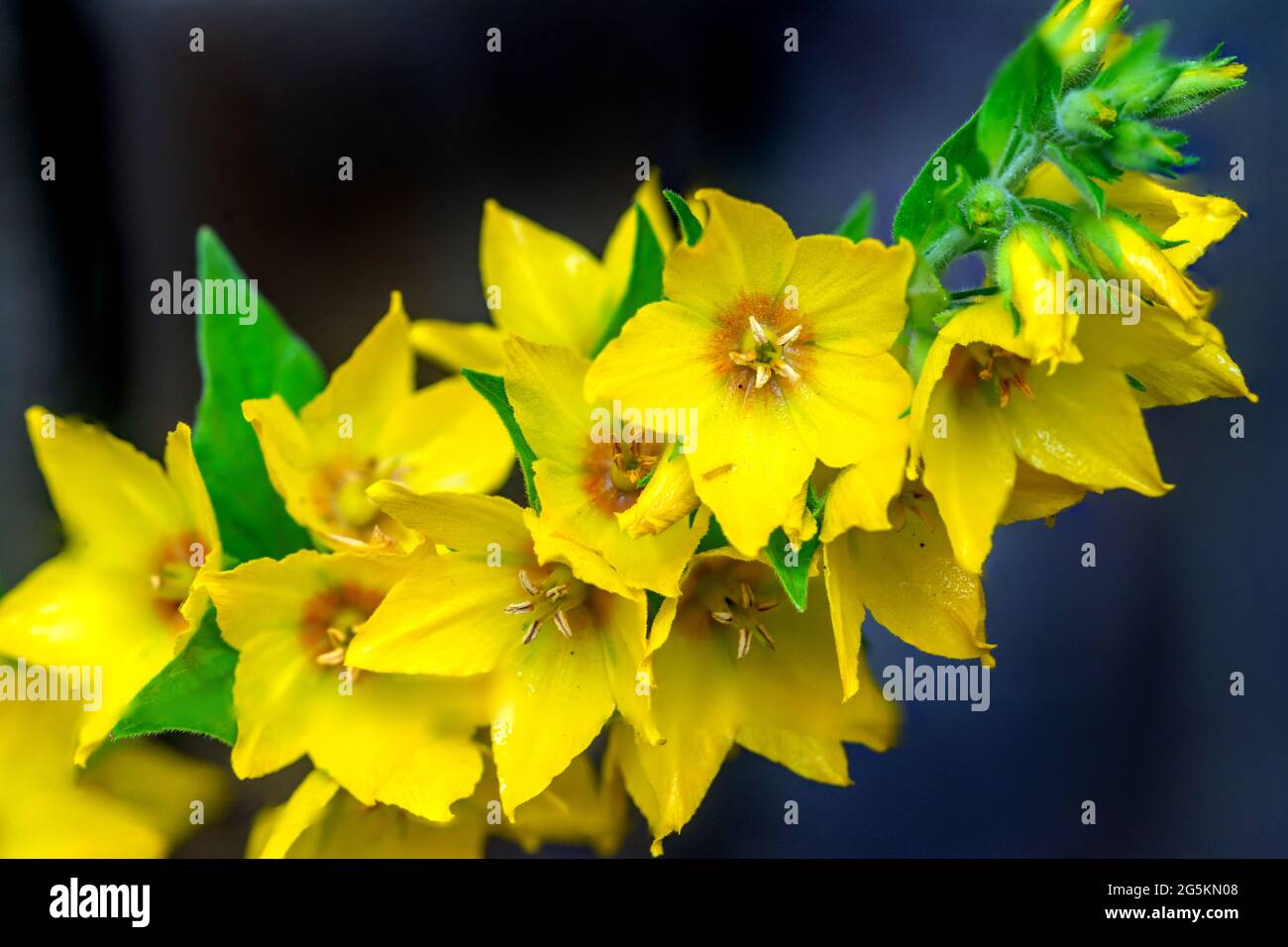 Brighton, le 28 juin 2021: Fleurs de jardin après un été de pluie. N.B. C'EST UNE IMAGE DE PLUSIEURS CADRES. Crédit: Andrew Hasson/Alay Live News Banque D'Images