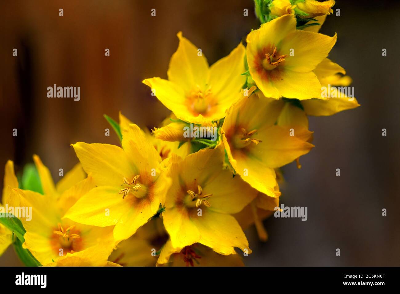 Brighton, le 28 juin 2021: Fleurs de jardin après un été de pluie. N.B. C'EST UNE IMAGE DE PLUSIEURS CADRES. Crédit: Andrew Hasson/Alay Live News Banque D'Images