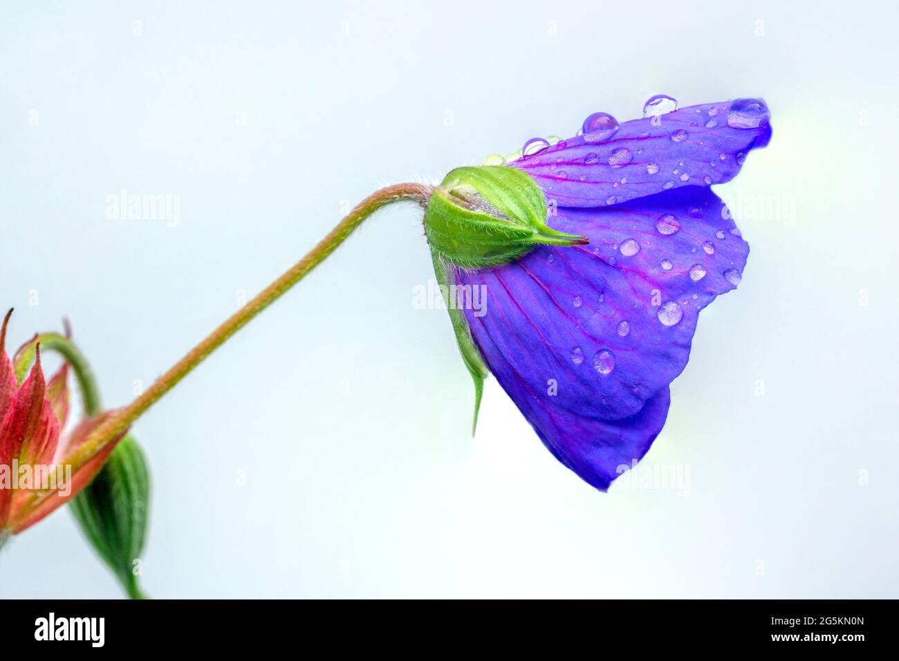 Brighton, le 28 juin 2021: Fleurs de jardin après un été de pluie. N.B. C'EST UNE IMAGE DE PLUSIEURS CADRES. Crédit: Andrew Hasson/Alay Live News Banque D'Images