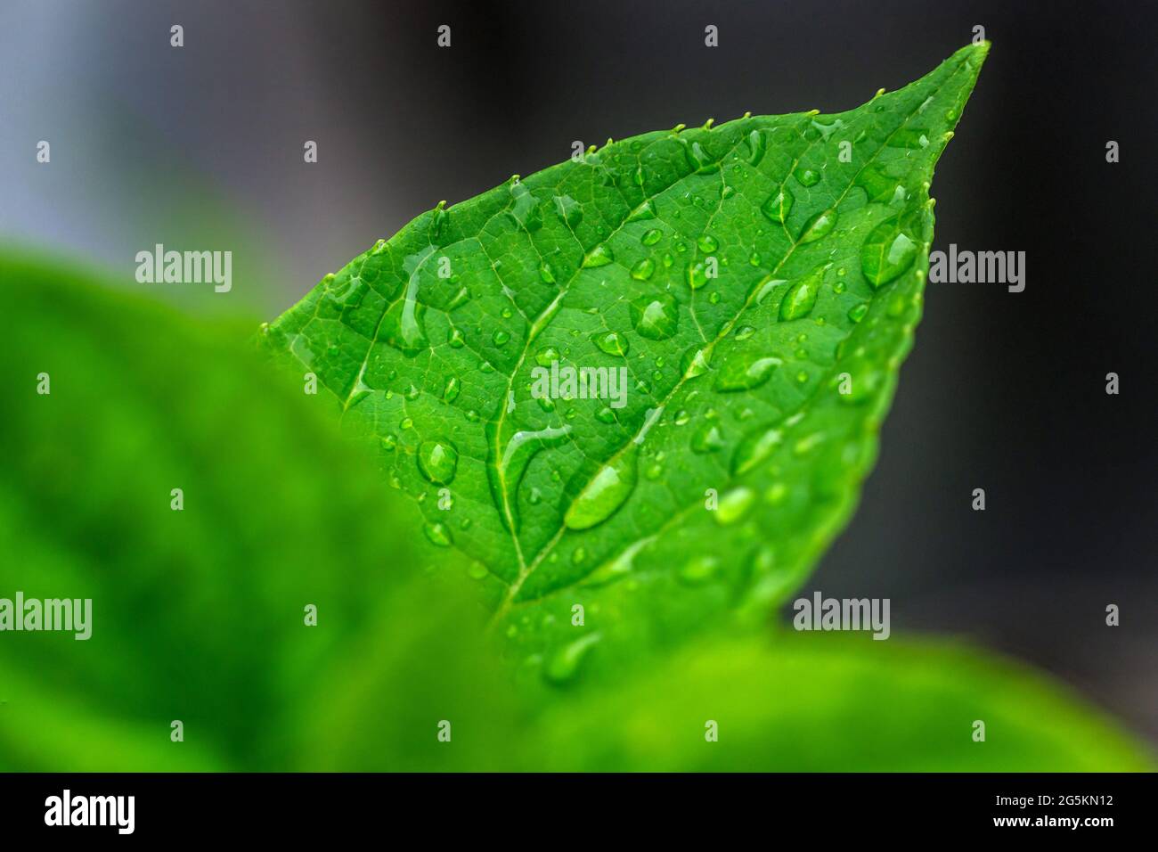 Brighton, le 28 juin 2021: Fleurs de jardin après un été de pluie. N.B. C'EST UNE IMAGE DE PLUSIEURS CADRES. Crédit: Andrew Hasson/Alay Live News Banque D'Images