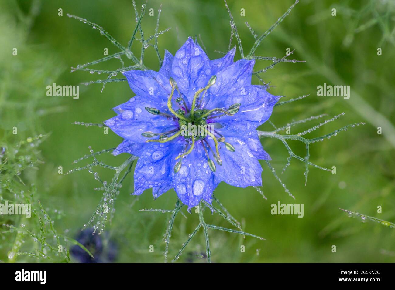 Brighton, le 28 juin 2021: Fleurs de jardin après un été de pluie. N.B. C'EST UNE IMAGE DE PLUSIEURS CADRES. Crédit: Andrew Hasson/Alay Live News Banque D'Images