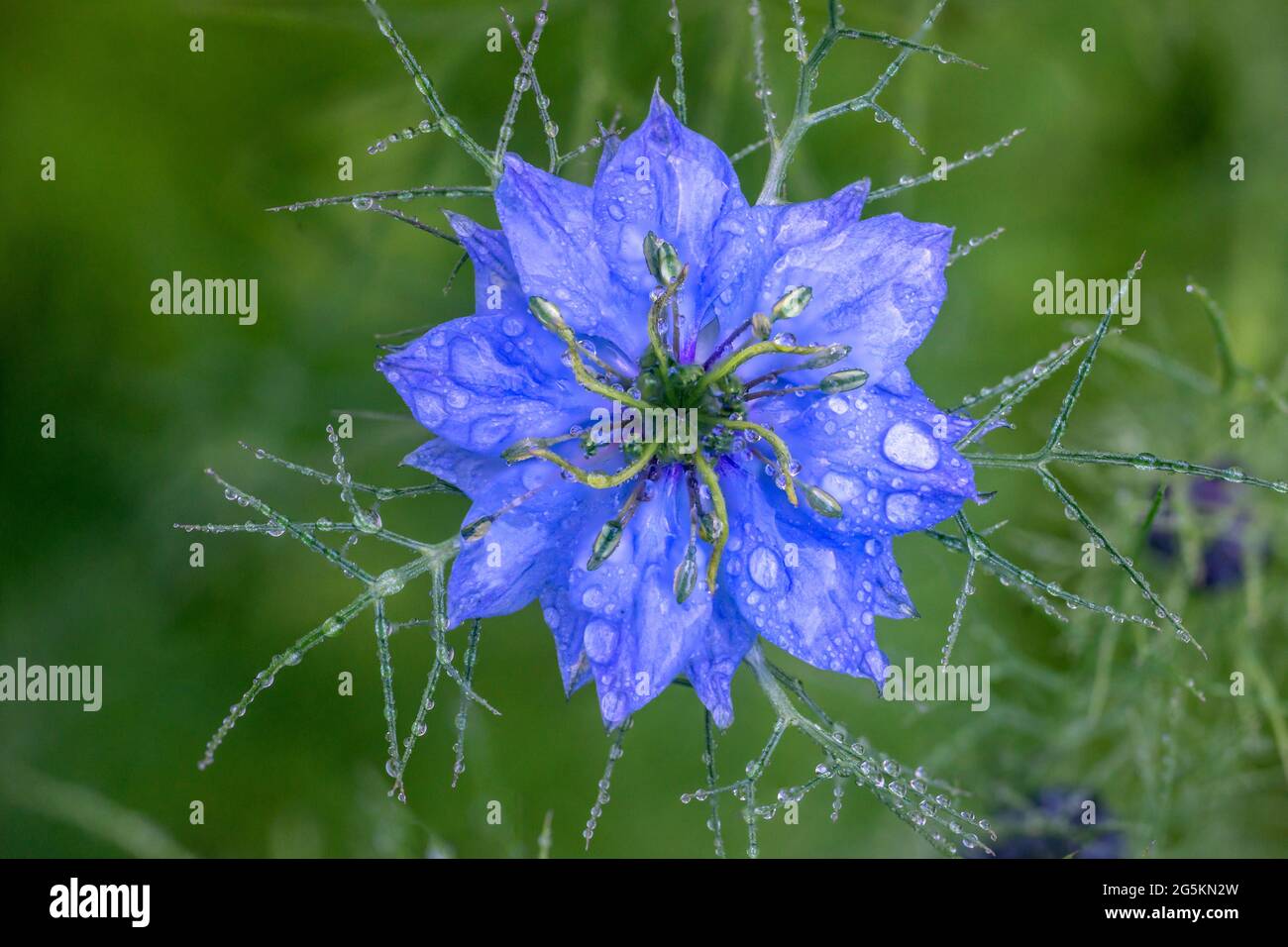 Brighton, le 28 juin 2021: Fleurs de jardin après un été de pluie. N.B. C'EST UNE IMAGE DE PLUSIEURS CADRES. Crédit: Andrew Hasson/Alay Live News Banque D'Images