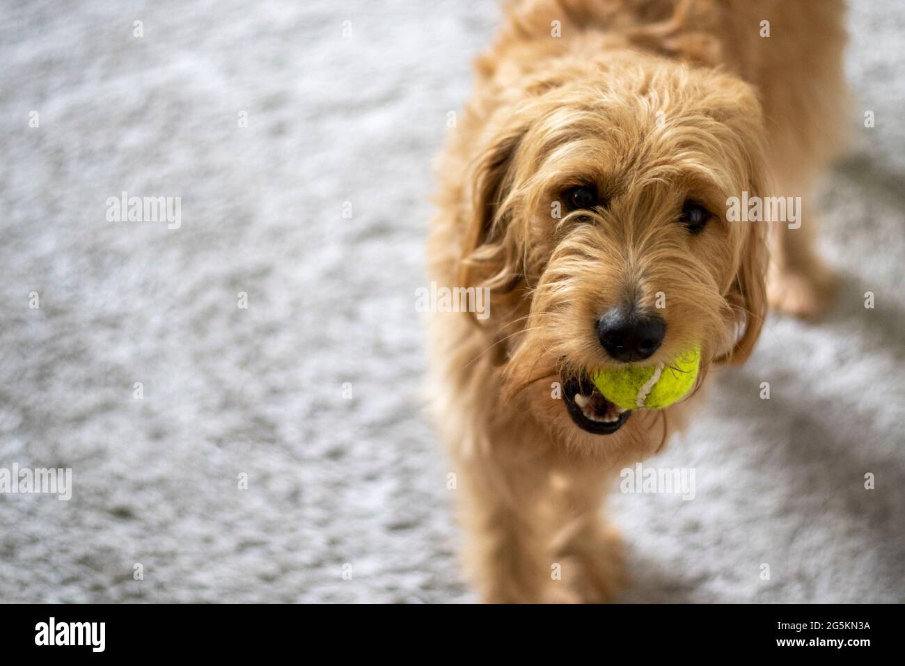 Magdebourg, Allemagne. 19 juin 2021. Un mini-goldendoodle porte une balle de tennis dans sa bouche. Credit: Stephan Schulz/dpa-Zentralbild/ZB/dpa/Alay Live News Banque D'Images