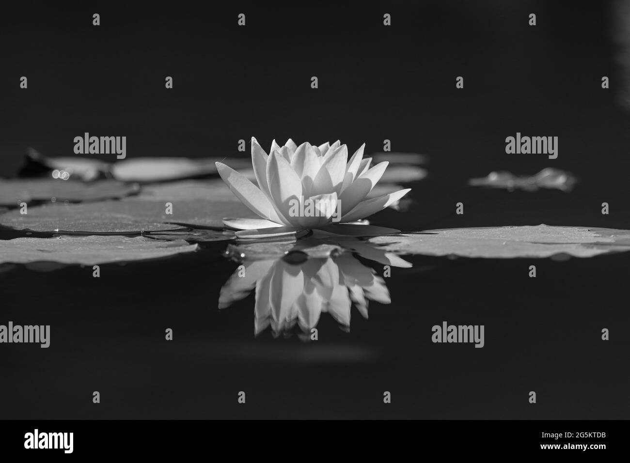 Fleur de nénuphars rose et feuilles vertes dans l'étang Banque D'Images