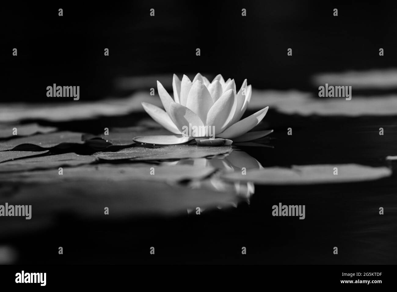 Fleur de nénuphars rose et feuilles vertes dans l'étang Banque D'Images