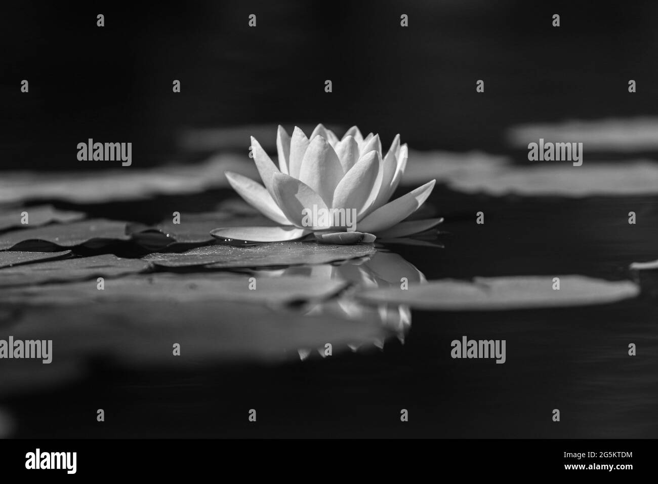 Fleur de nénuphars rose et feuilles vertes dans l'étang Banque D'Images