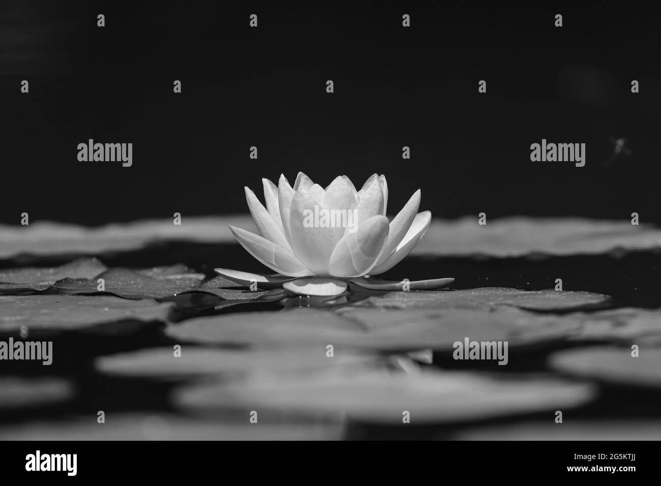 Fleur de nénuphars rose et feuilles vertes dans l'étang Banque D'Images