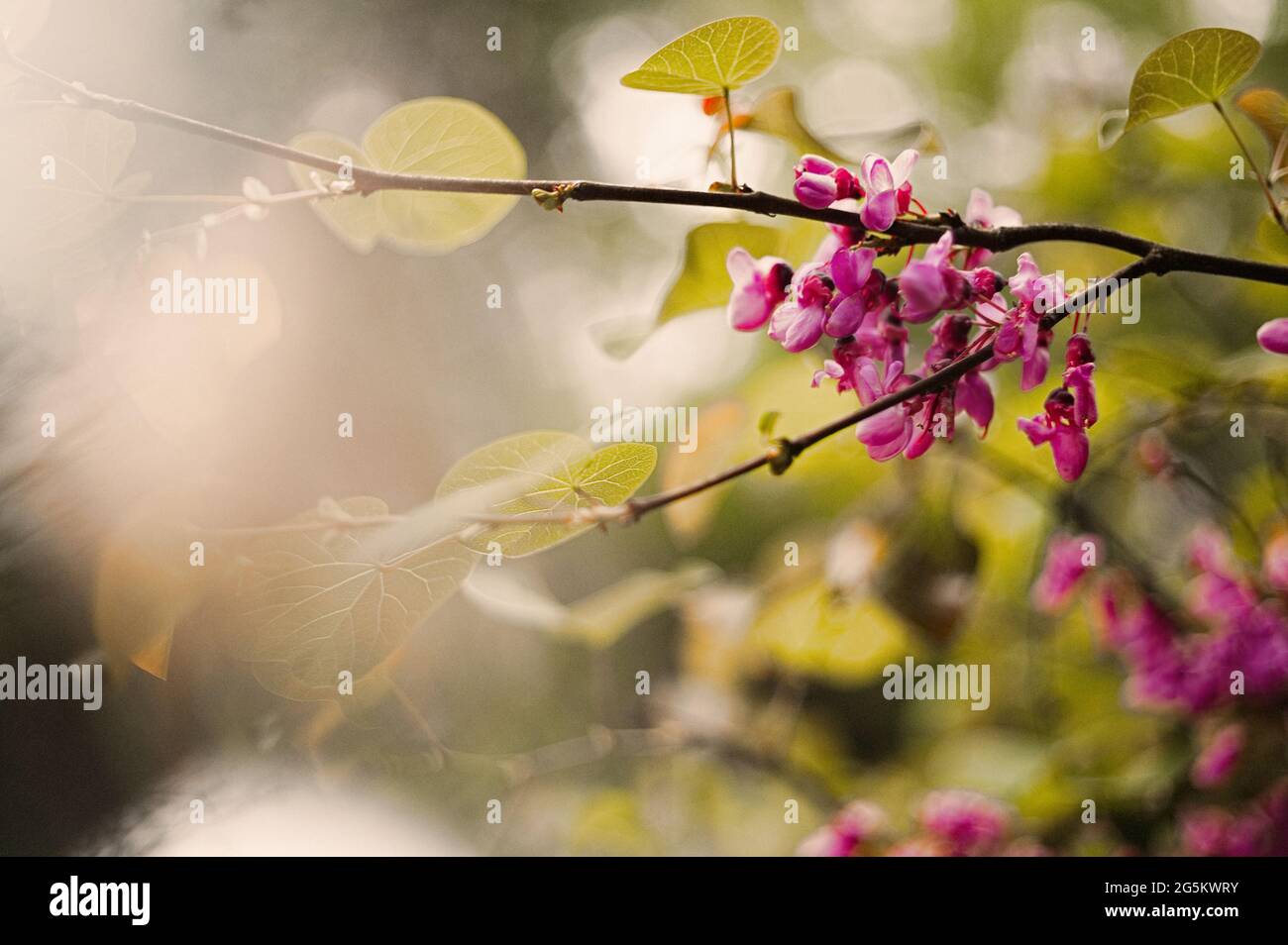 Ressort. Branche de Cerci en fleurs. HEURE DE PRINTEMPS. Banque D'Images