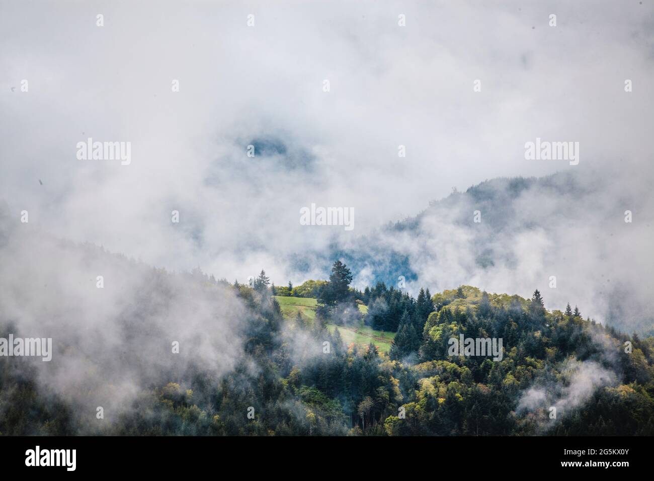 brume et nuages obscurcissent vert vallonné, côté de montagne boisée Banque D'Images