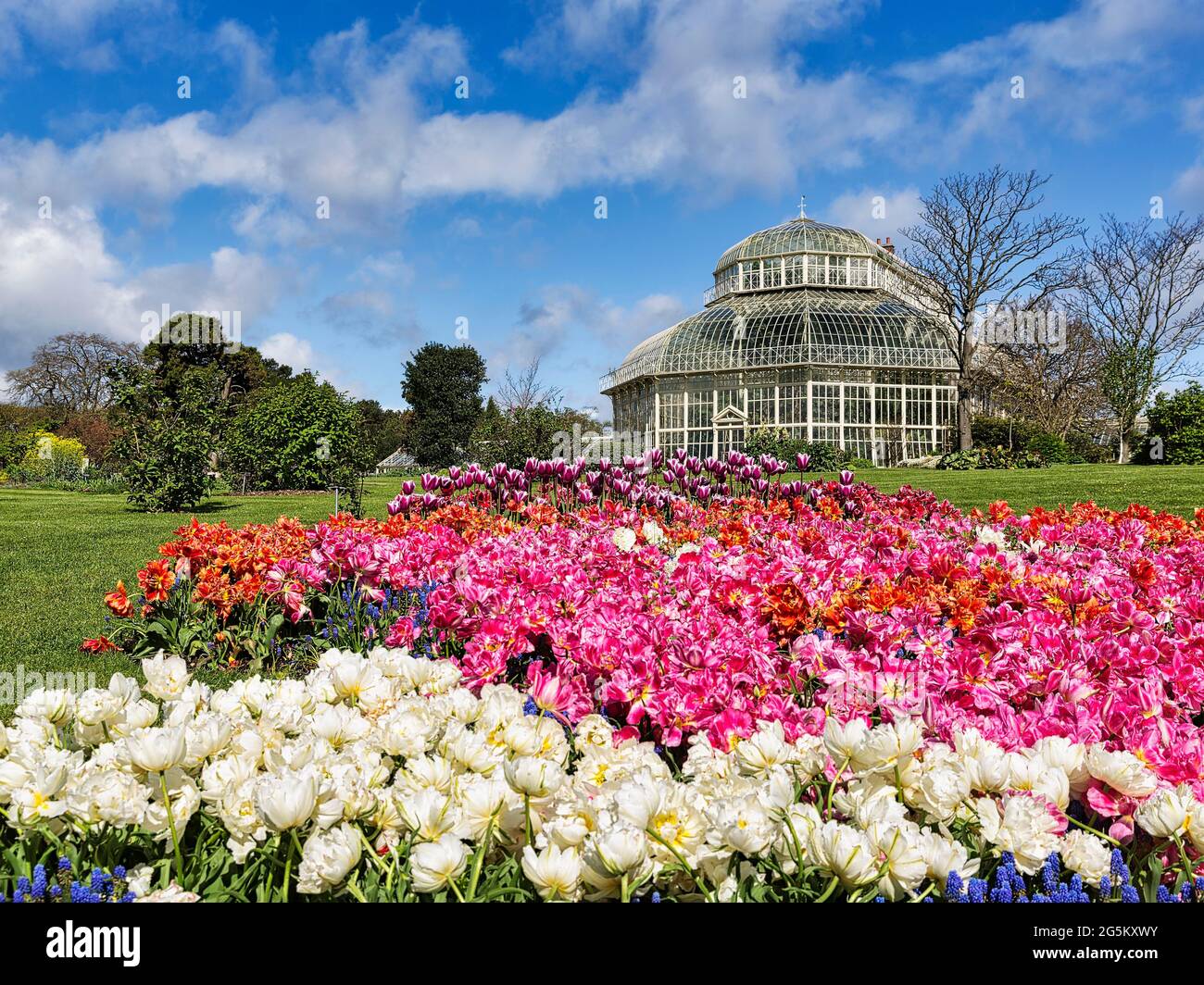 Lits de tulipes de différentes couleurs devant la serre victorienne, jardin botanique, Dublin, Irlande, Europe Banque D'Images