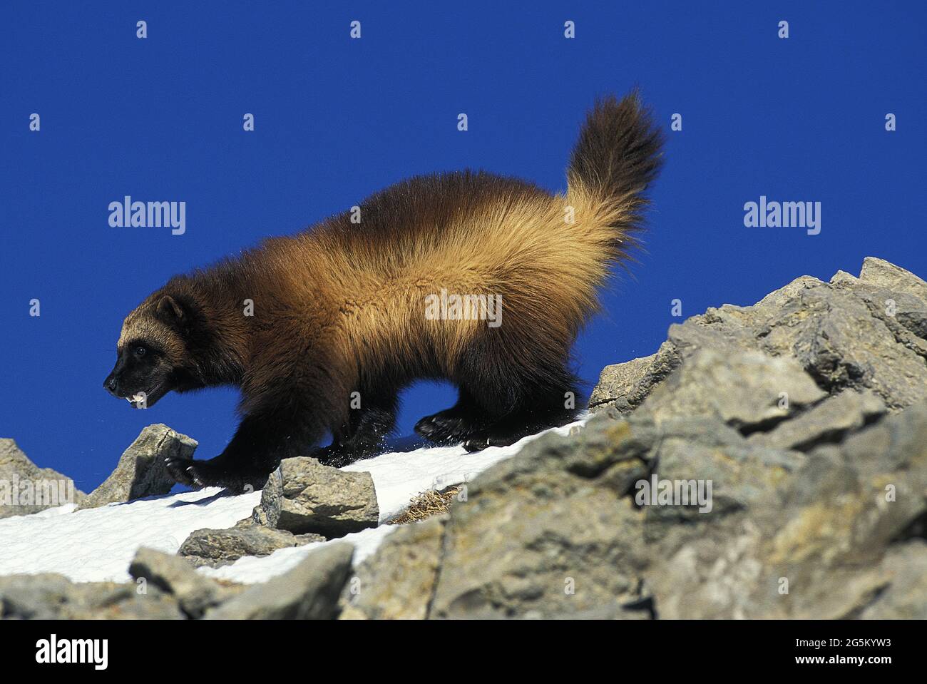 Lugcus de Wolverine (gulo gulo) nord-américain, adulte debout sur la neige, Canada Banque D'Images