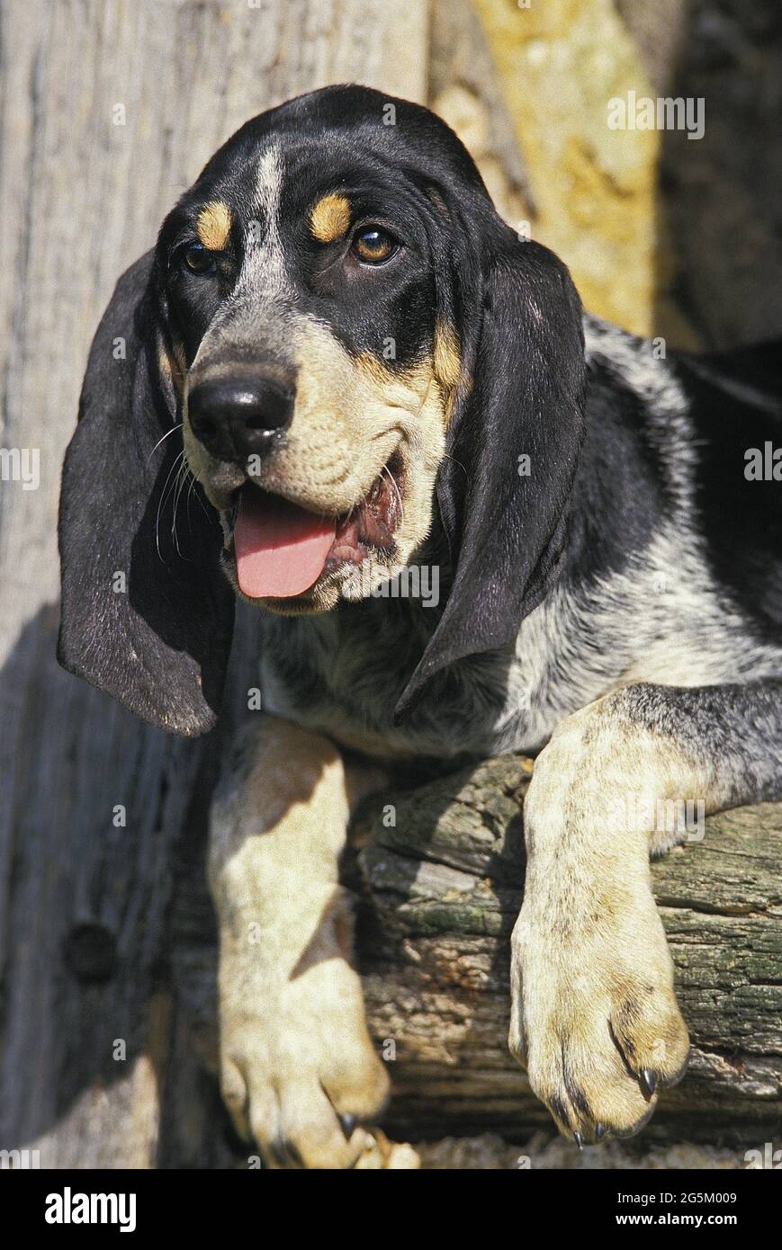 Grand chien Blue Walker Banque D'Images