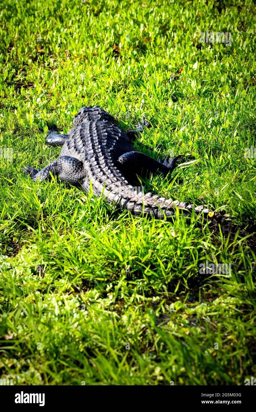 Gros plan vue verticale du dos d'alligator situé à l'intérieur du marais du marais, dans le parc national Paynes Prairie Preserve, à Gainesville, en Floride, sous la lumière du soleil Banque D'Images
