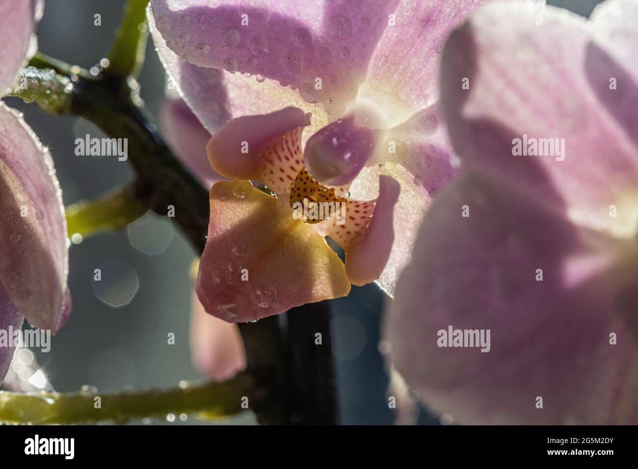 Vue macro de Moth Orchid Banque D'Images