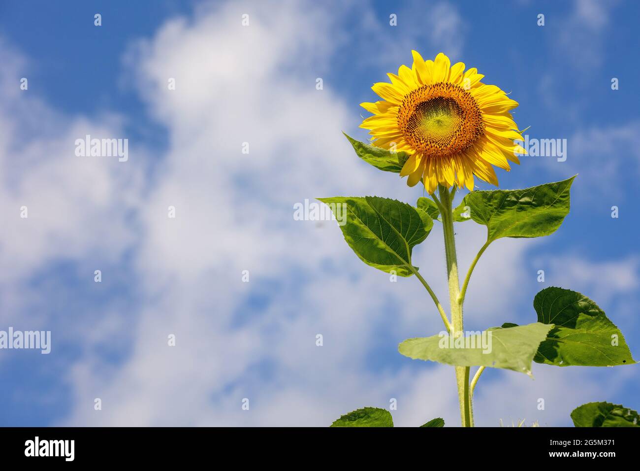 Sunflower Farm à Georgetown, Texas Banque D'Images