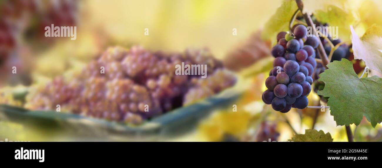 vue panoramique sur la culture du raisin noir dans le feuillage et la récolte de la grappe sur fond de brouette Banque D'Images