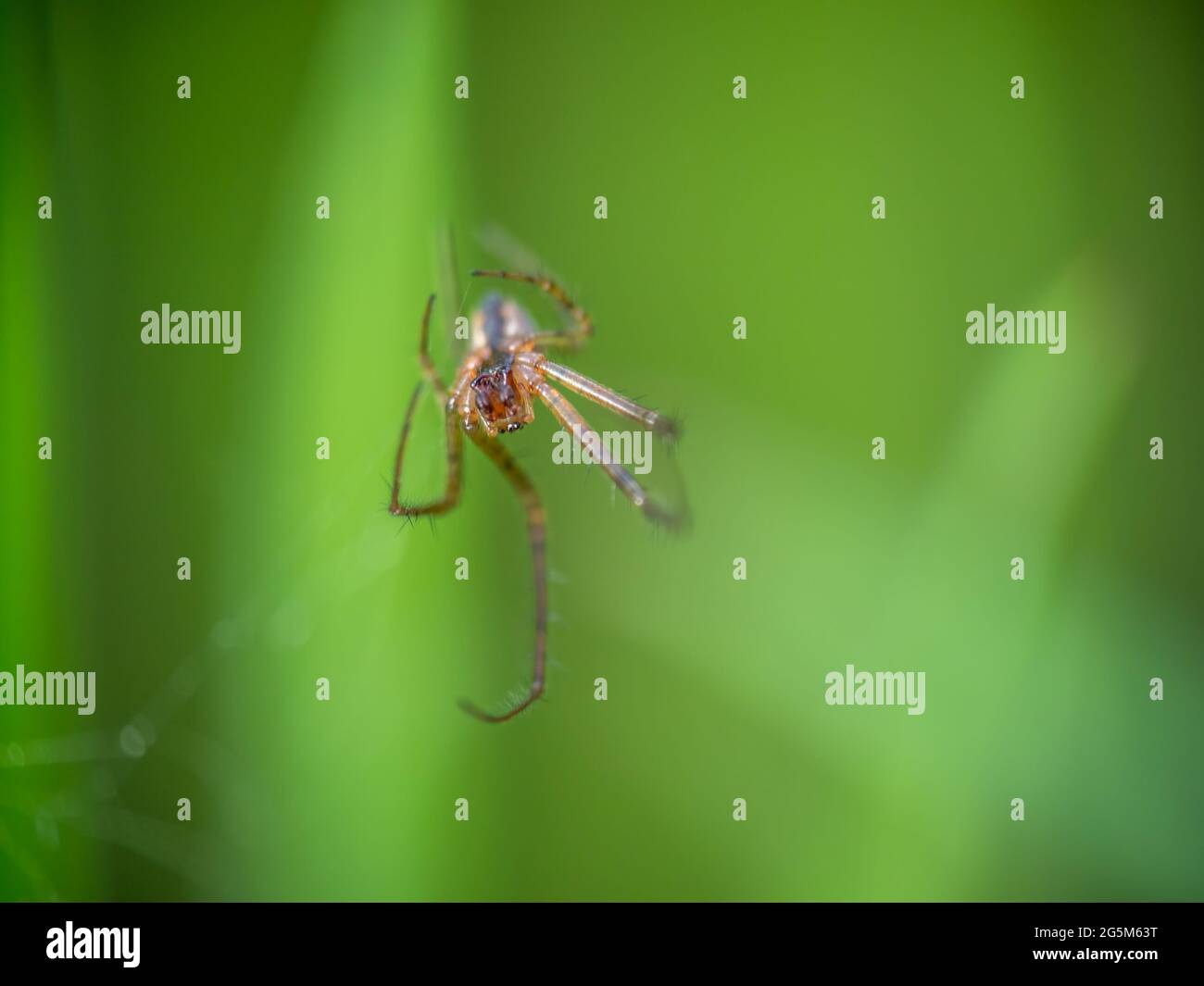 Exosquelette molé d'une araignée, macro. Faible profondeur de champ avec mise au point sur les yeux. Banque D'Images