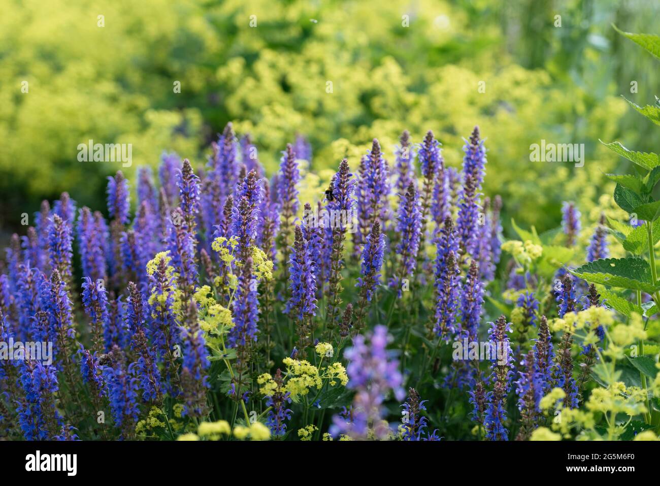 Fleurs de sauge forestière (Salvia nemorosa) en combinaison avec le manteau de la dame (Alchemilla). Banque D'Images