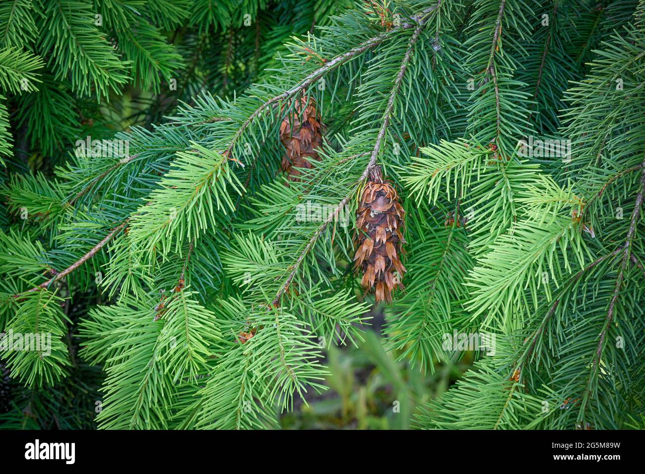 Pseudotsuga menziesii, sapin de Douglas, branches et cône Banque D'Images