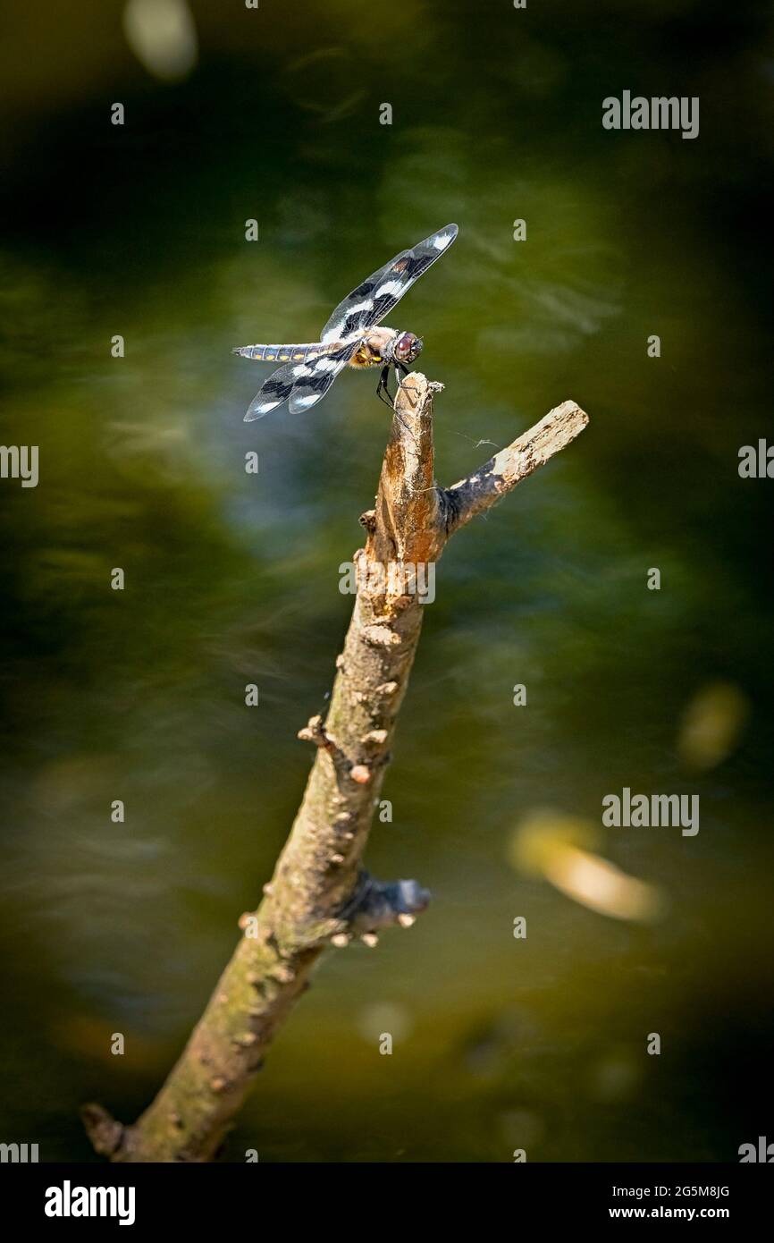 Dragonfly, écumoire à huit points, Libellula forensis, étang, Banque D'Images