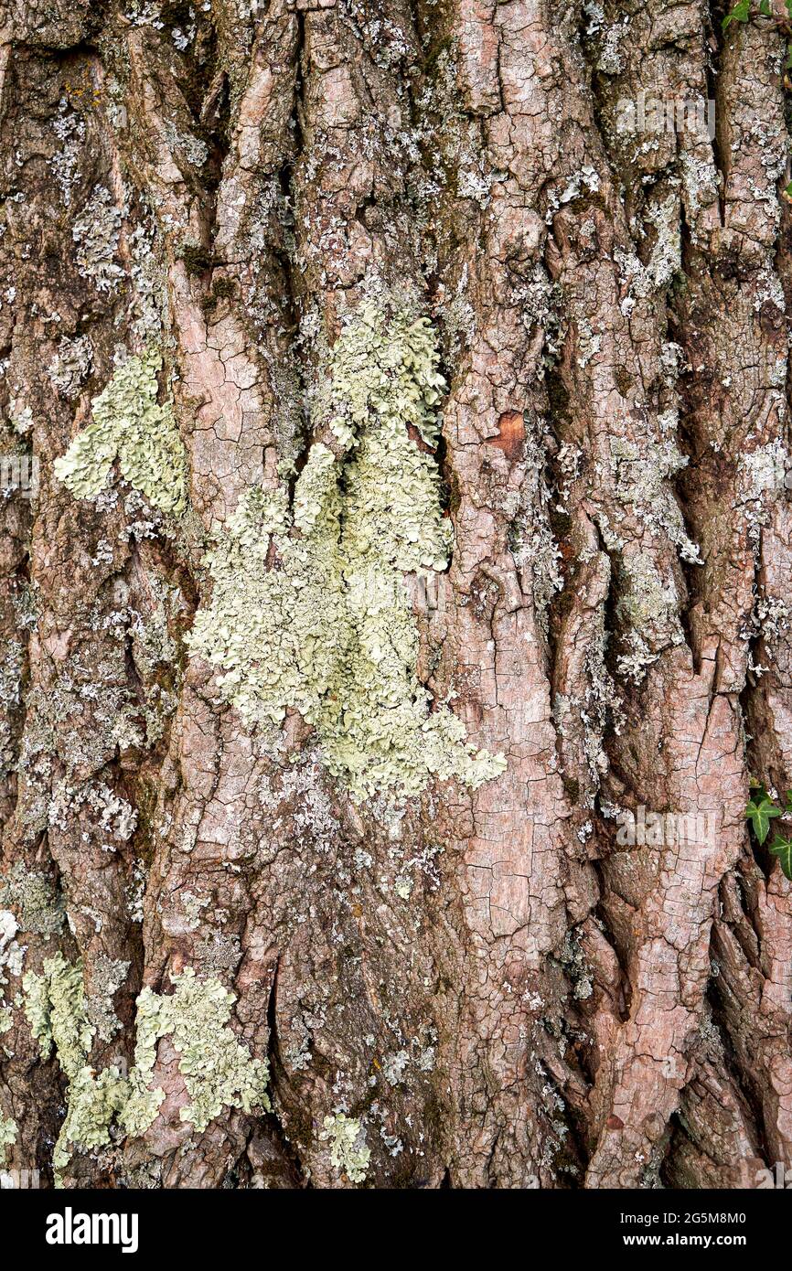 Patch de lichen sur l'écorce d'arbre rugueux Banque D'Images
