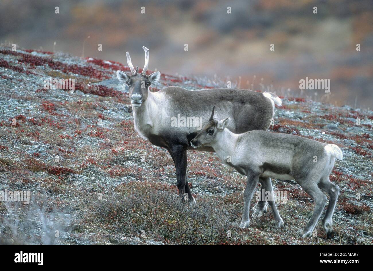 Amérique du Nord; États-Unis; Alaska; faune; mammifères; Caribou; Rangifer tarandus. Vache et veau; migration d'automne; veau de trois mois. Banque D'Images