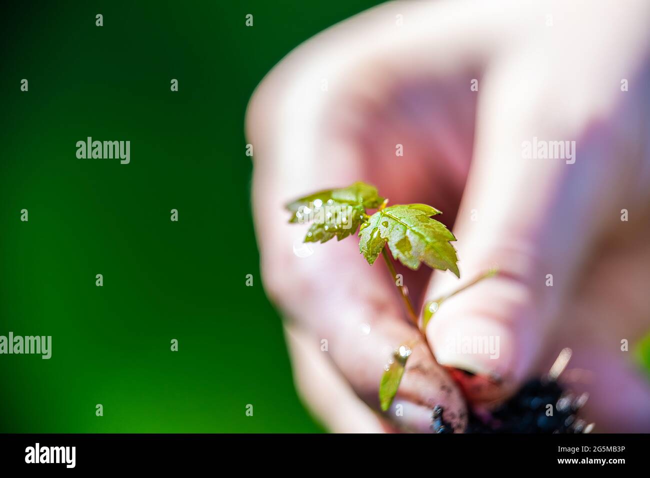 Gros plan de la main tenant vert rouge petit érable pousse avec la femme jetant l'herbe montrant le détail et la texture au printemps Banque D'Images