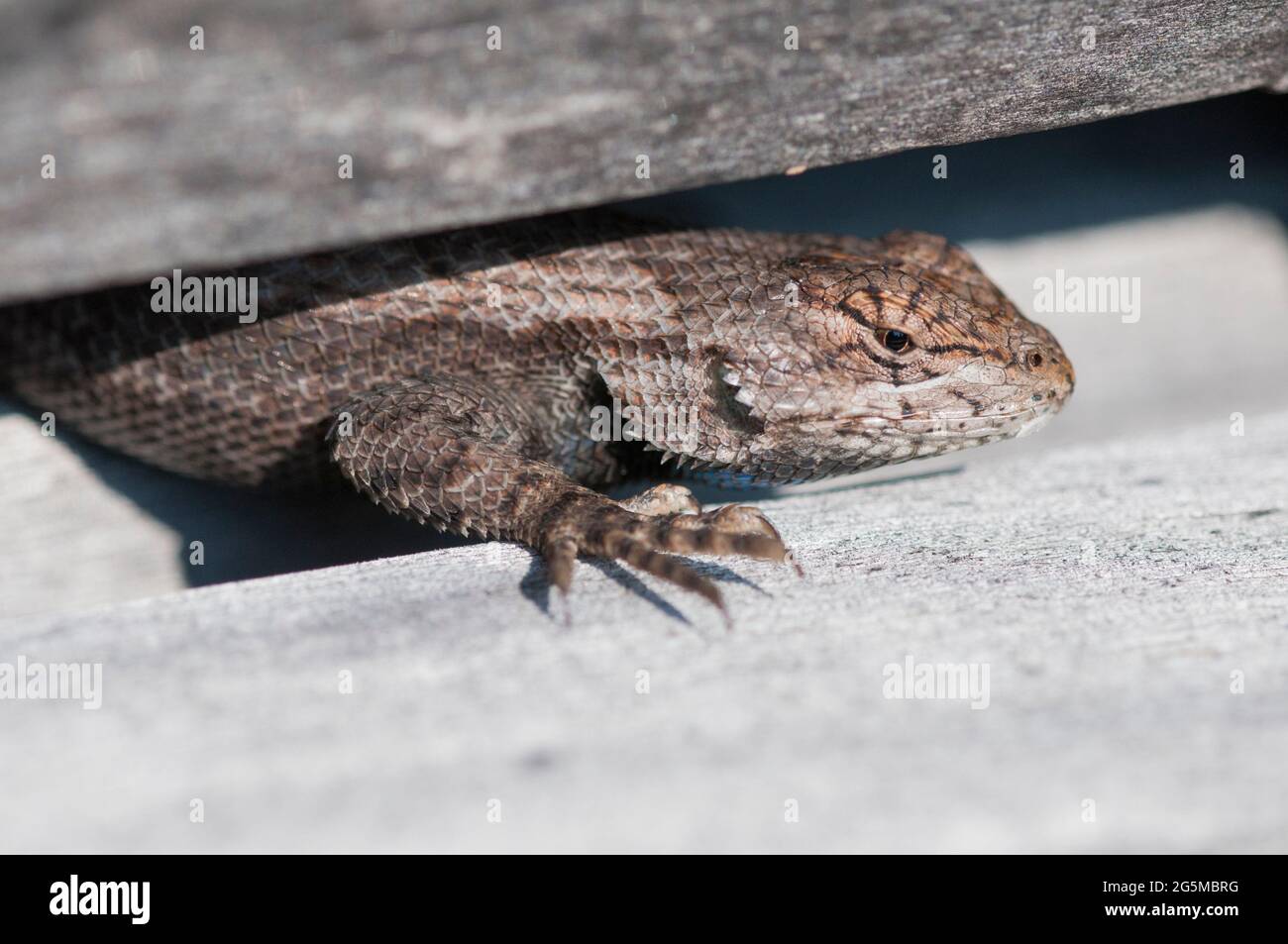 Lézard de Fence de l'est dans une clôture Banque D'Images