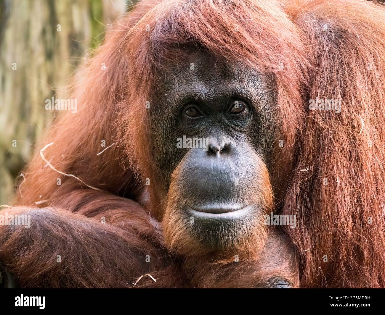 Gros plan d'un orangé-outan adulte Banque D'Images