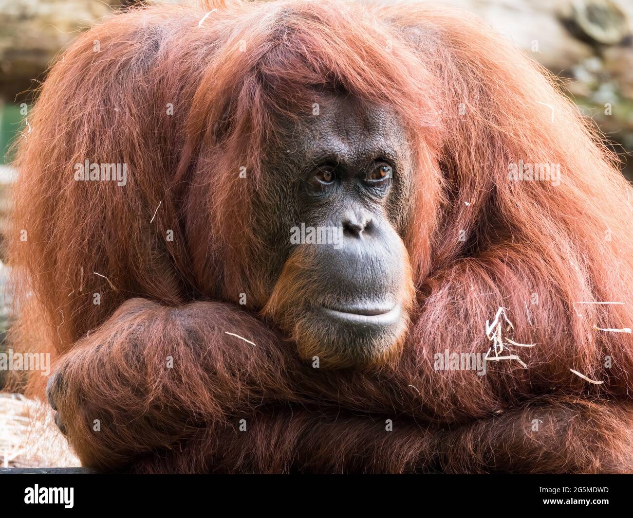 Gros plan d'un orangé-outan adulte Banque D'Images