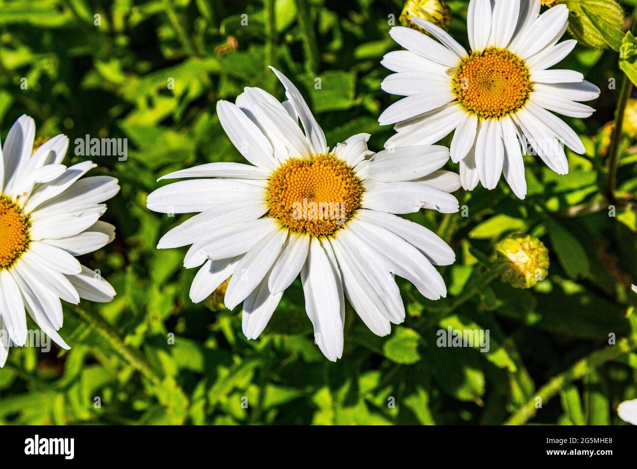 Grande Marguerite. Guirlande de jardin. Fleur jaune blanche Photo Stock -  Alamy