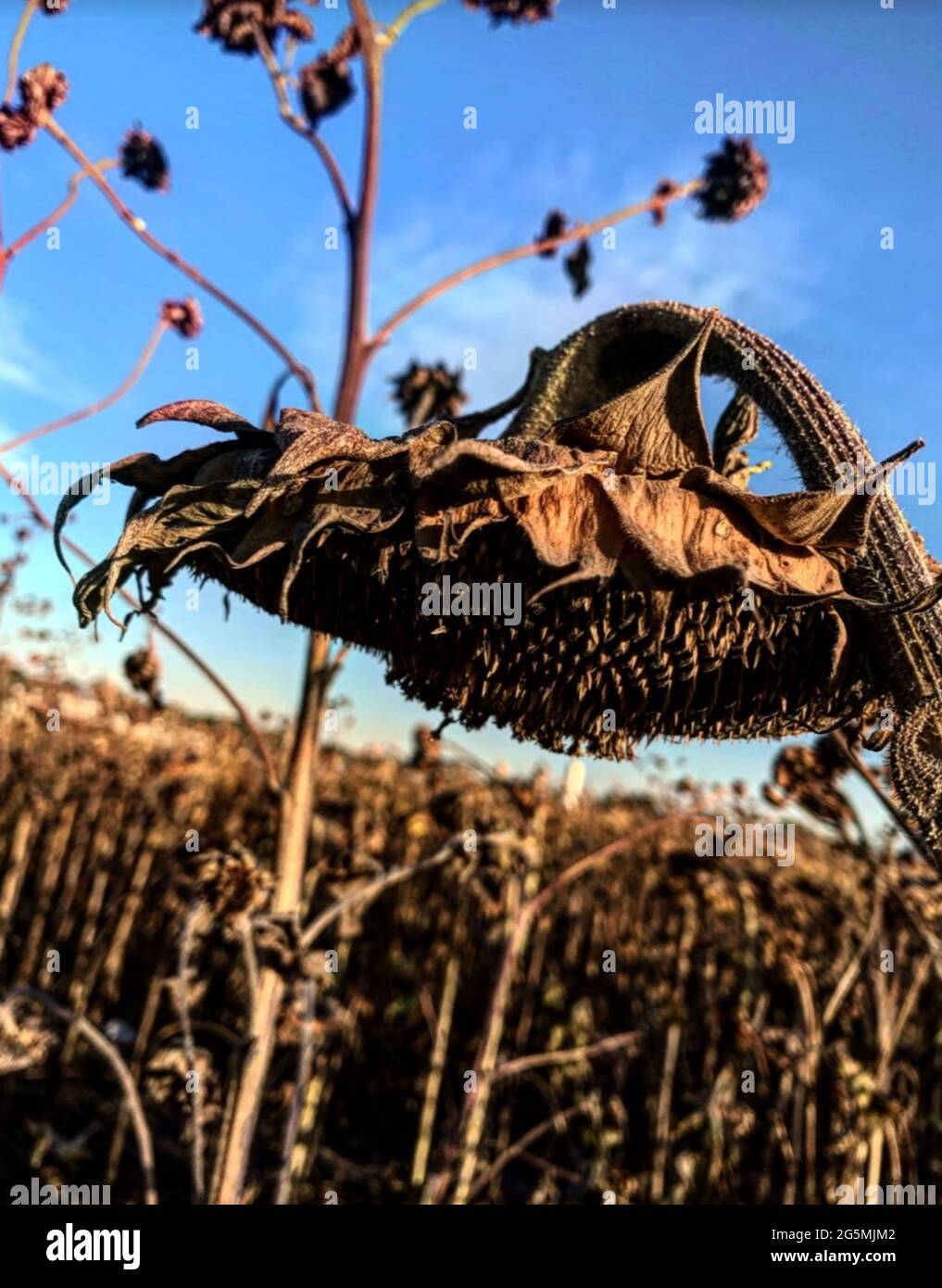 Plaisir d’automne Banque D'Images