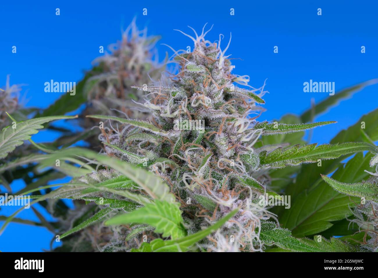 Détail d'une plante de Domina Cannabis noire qui fleuit isolée sur bleu. Né d'une graine féminisée. Banque D'Images