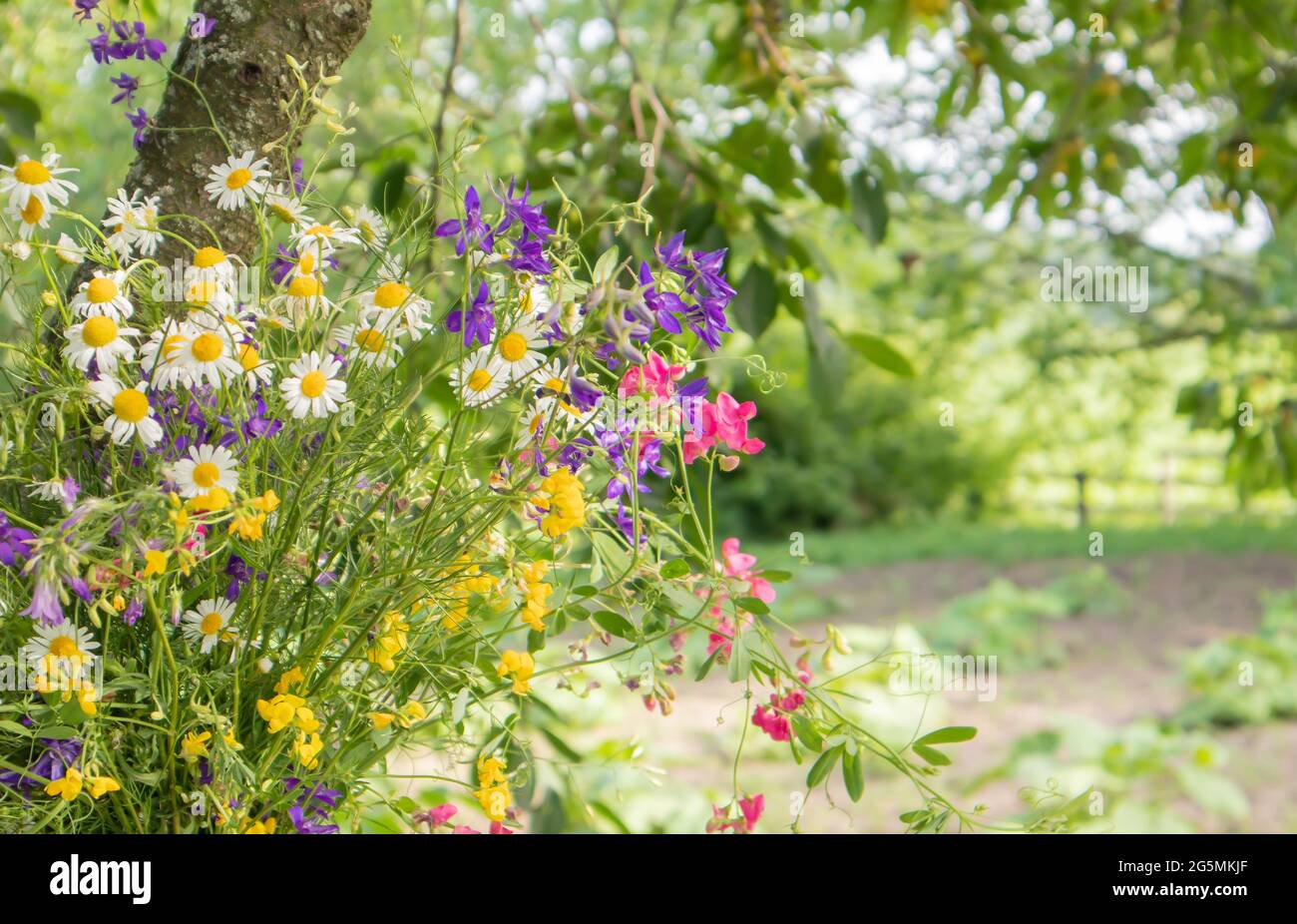 Vue sur un bouquet de fleurs sauvages sur une table en bois dans le jardin. Jour d'été ou de printemps. Magnifique fond floral. Copier l'espace Banque D'Images